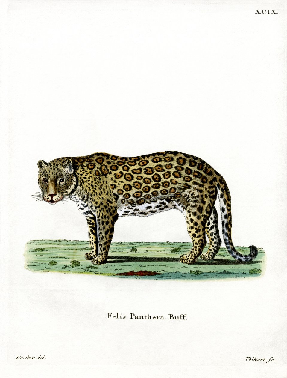 leopard (barevná rytina) od German School