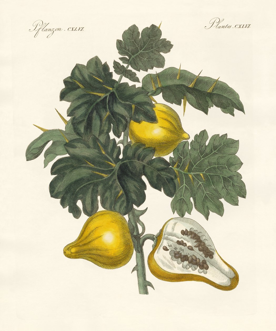 nipplefruit (barevné rytí) od German School
