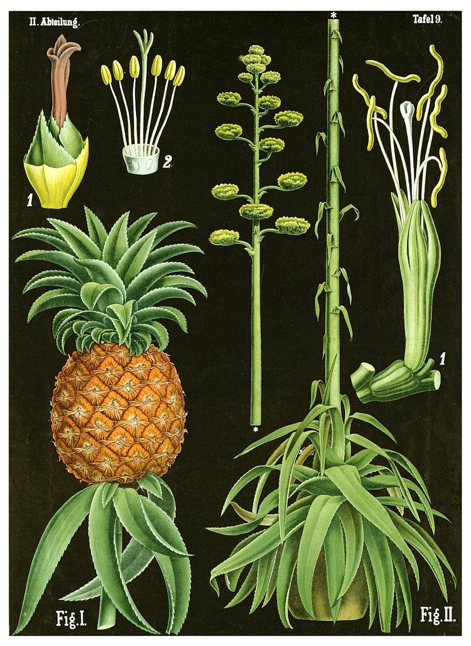 ananas od German School