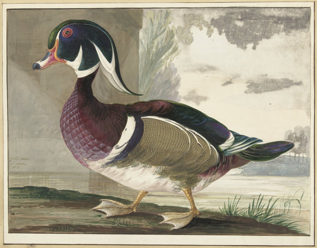 kachna karolina od Gerrit van den Heuvel