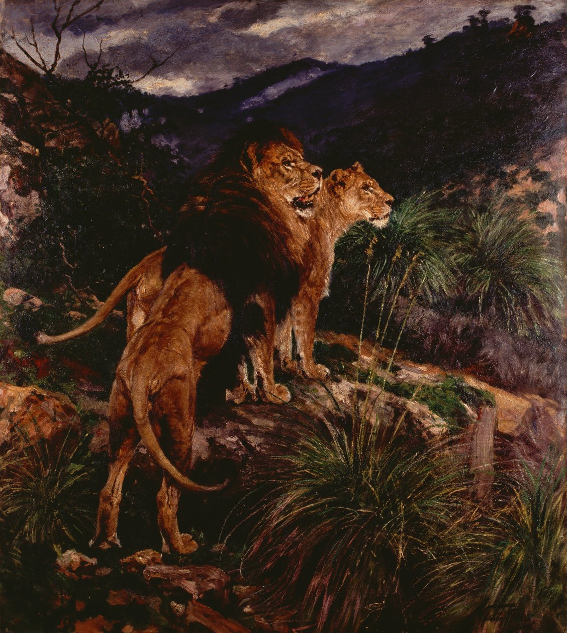 Lions Stalking (olej na plátně) od Geza Vastagh