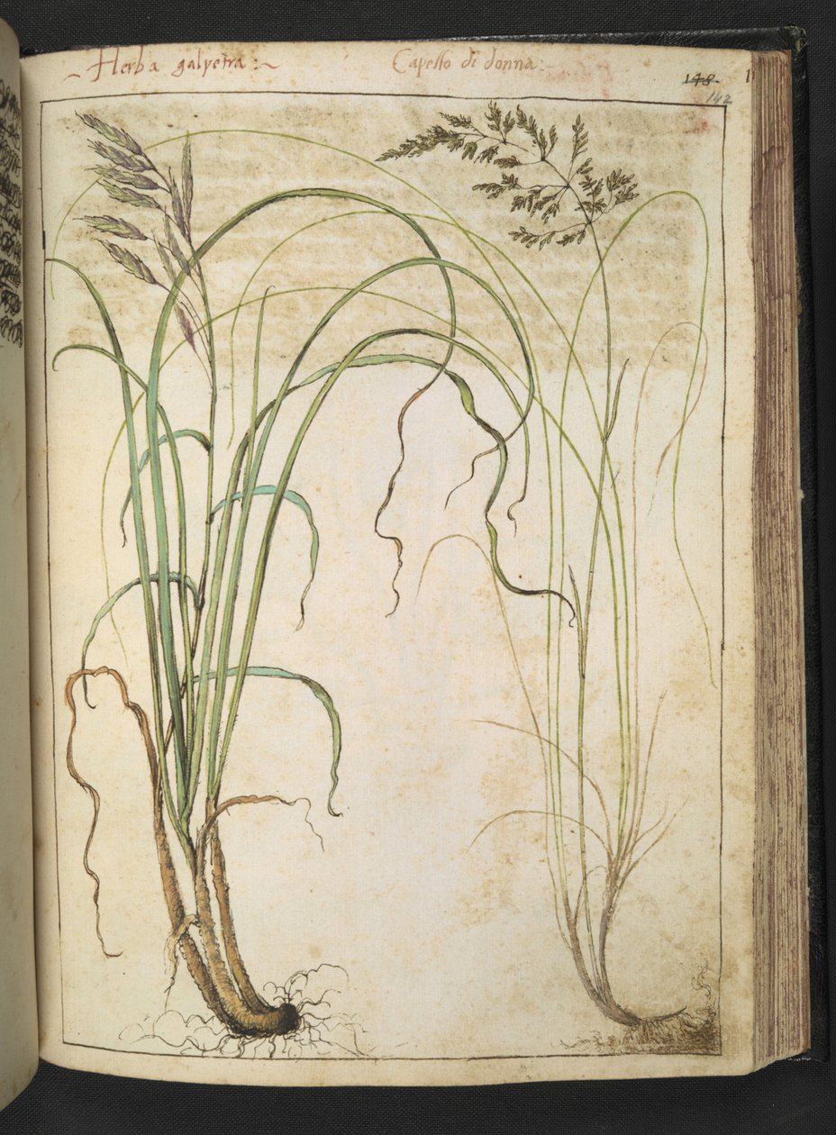 Bylinná rostlina z "Obrazy flóry římských států" od Gherarda Ciba, Přidat MS 22333, f142r, c.1564-84 (akvarel a kvaš na papíře) od Gherardo Cibo