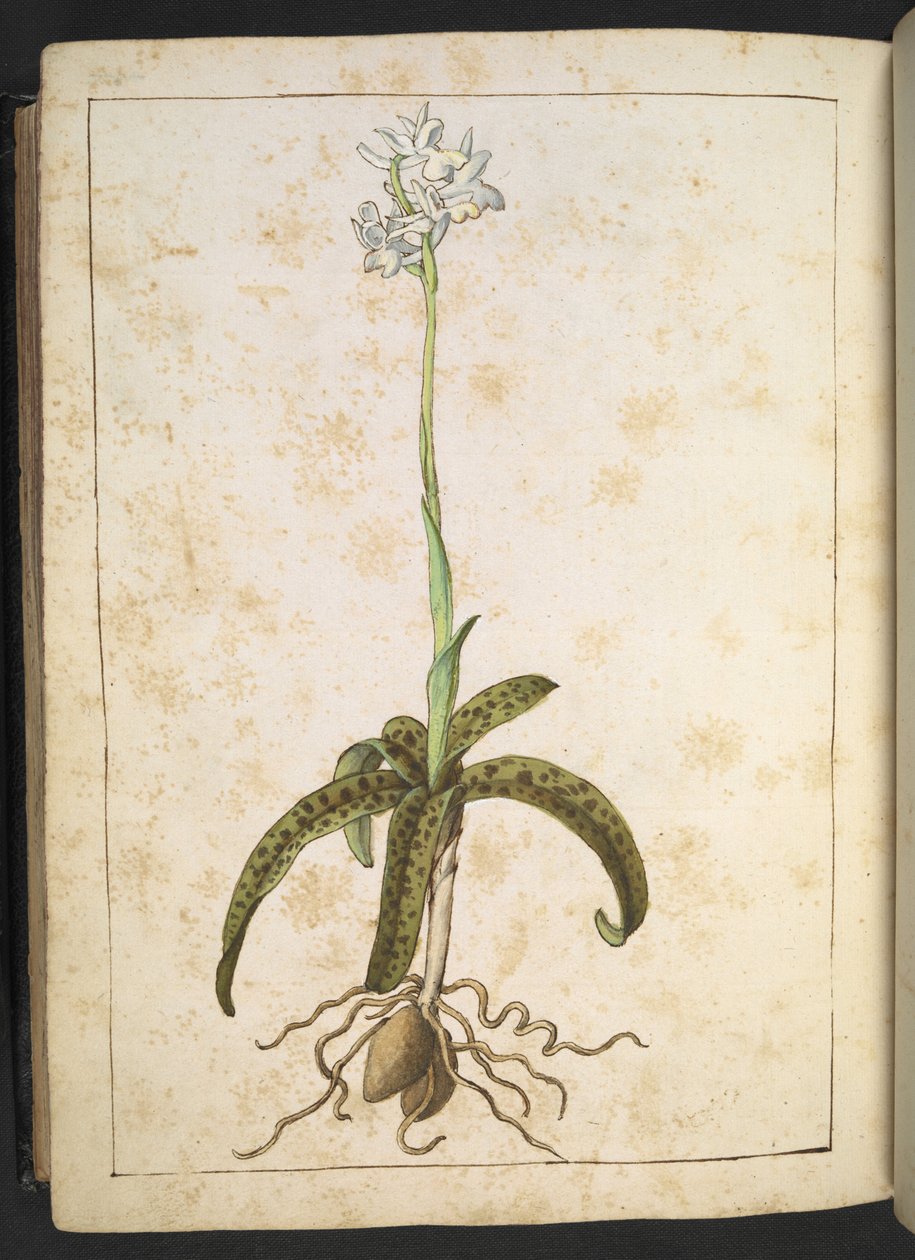 Rostlina s bílými okvětními lístky, z "Paintings of Flora of the Roman States" od Gherardo Cibo, Add MS 22333, f173v, c.1564-84 (akvarel a kvaš na papíře) od Gherardo Cibo