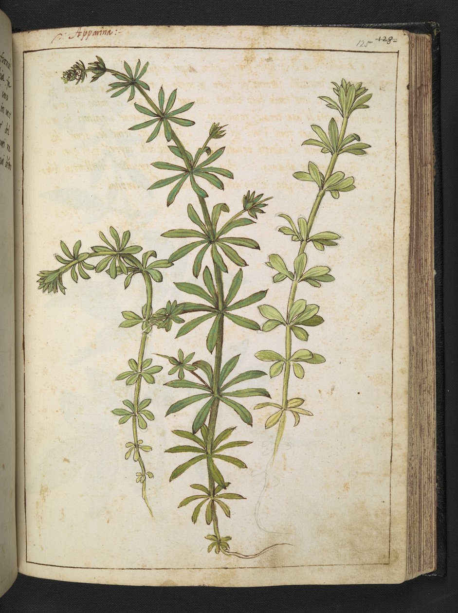 Rostlina se zelenými listy, z "Paintings of Flora of the Roman States" od Gherardo Cibo, Add MS 22333, f125r, c.1564-84 (akvarel a kvaš na papíře) od Gherardo Cibo