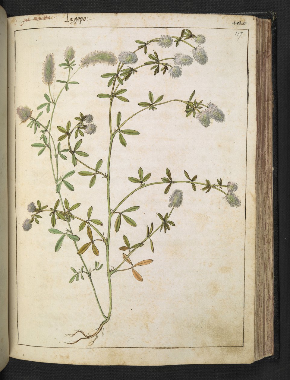 Rostlina s bílými květy. , z "Paintings of Flora of the Roman States" od Gherardo Cibo, Add MS 22333, f117r, c.1564-84 (akvarel a kvaš na papíře) od Gherardo Cibo