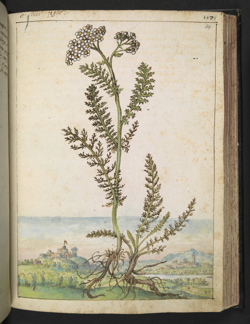 Achillea millefolium: Rostlina typu vysoké kapradiny s bílými květy, z „Paintings of Flora of the Roman States“ od Gherarda Ciba, Add MS 22333, f114r, c.1564-84 (akvarel a kvaš na papíře) od Gherardo Cibo