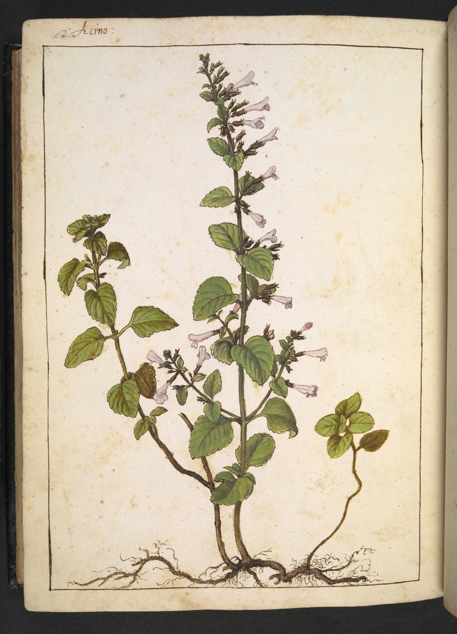 Acinos, Clinopodium: Vytrvalá dřevina s trubkovitými květy, z "Paintings of Flora of the Roman States" Gherardo Cibo, Add MS 22333, f175v, c.1564-84 (akvarel & kvaš na papíře) od Gherardo Cibo