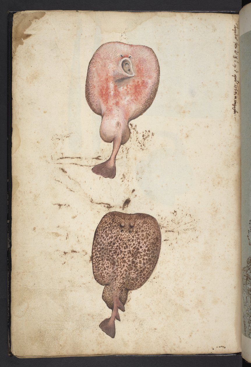Přidat MS 22333, Obrazy flóry římských států, kolem 1564-84 (akvarel a kvaš na papíře) od Gherardo Cibo