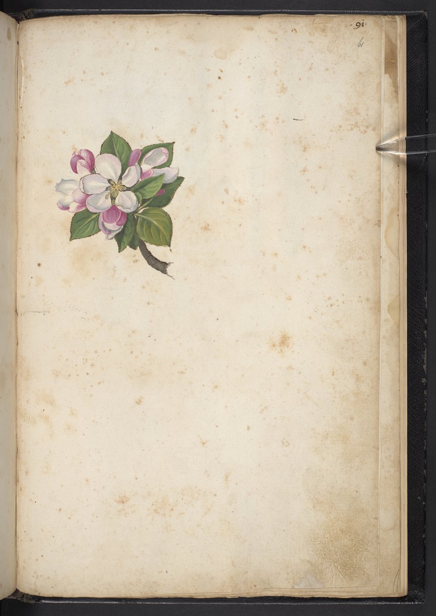 Přidejte MS 22333 f61r, Blossom, z 