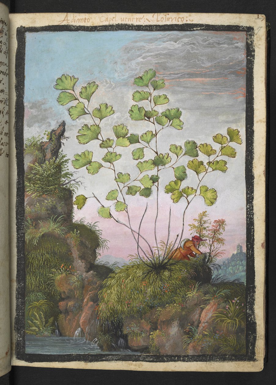 Adiantum capillus-veneris, z "Obrazy flóry římských států" od Gherarda Ciba, Přidat MS 22333, f017r, cca 1564-84 (akvarel a kvaš na papíře) od Gherardo Cibo
