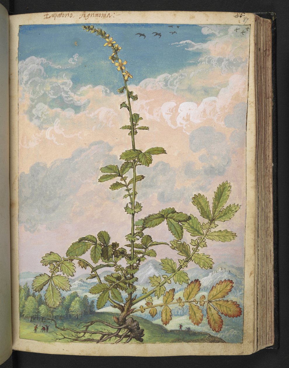 Agrimonia eupatoria, z "Obrazy flóry římských států" od Gherarda Ciba, Přidat MS 22333, f087r, c.1564-84 (akvarel a kvaš na papíře) od Gherardo Cibo
