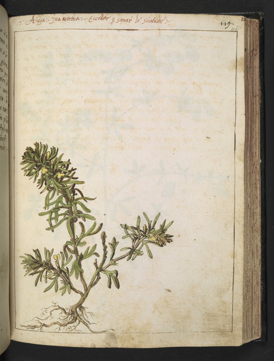 Ajuga chamaepitys: Rostlina se zelenými listy a žlutými květy, z "Paintings of Flora of the Roman States" od Gherardo Cibo, Add MS 22333, f116r, c.1564-84 (akvarel a kvaš na papíře) od Gherardo Cibo