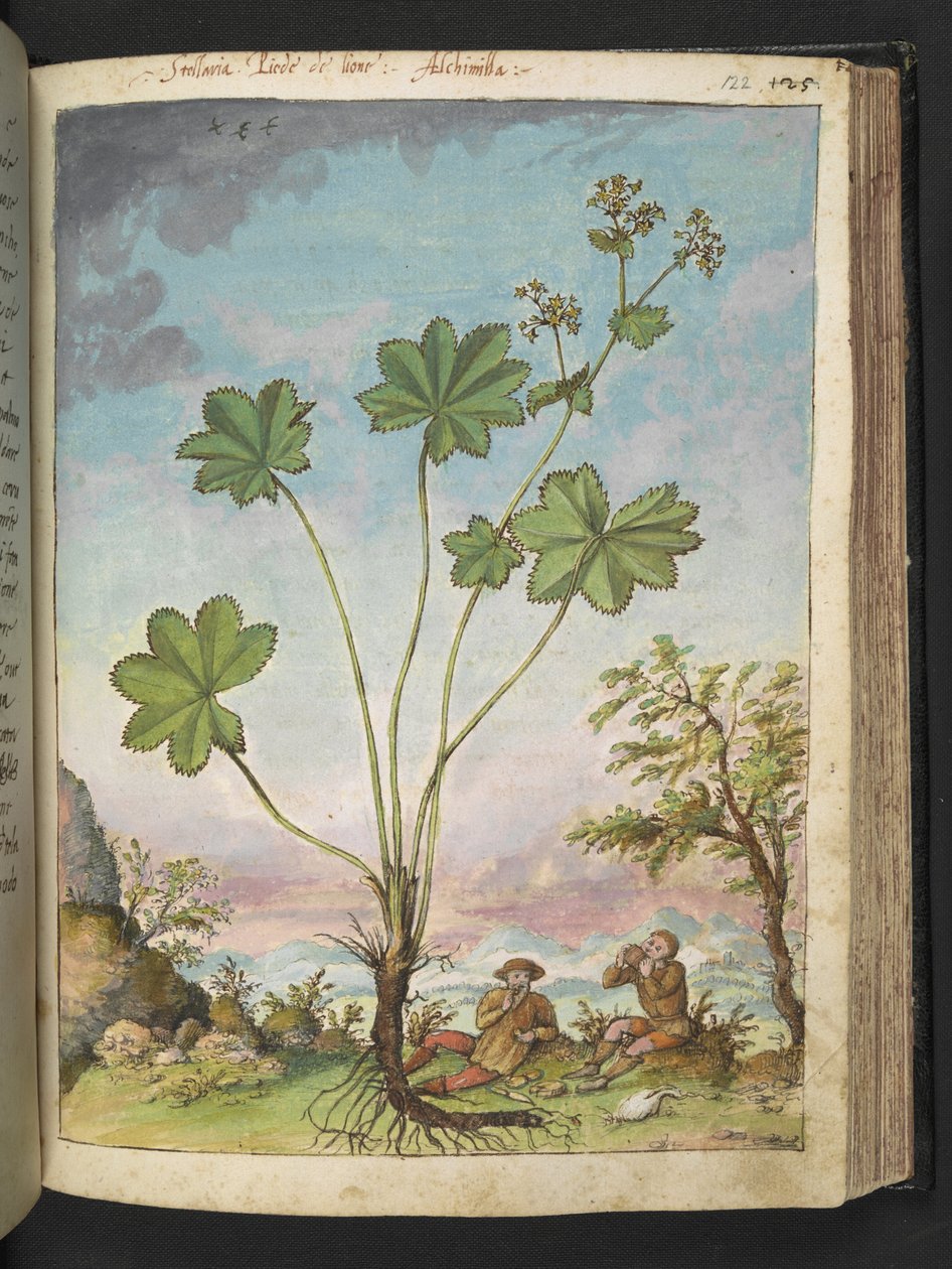 Alchemilla vulgaris (dámský plášť), z "Obrazy květeny římských států" od Gherarda Ciba, Přidat MS 2233, f122r, c.1564-84 (akvarel a kvaš na papíře) od Gherardo Cibo