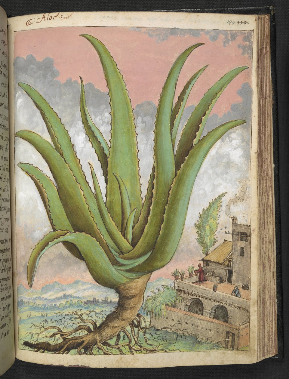 Aloe vera, z "Paintings of Flora of the Roman States" od Gherardo Cibo, Add MS 22333, f144r, c.1564-84 (akvarel a kvaš na papíře) od Gherardo Cibo