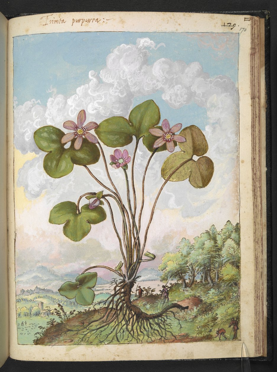 Anemone hepatica: Rostlina s růžovými okvětními lístky, z "Paintings of Flora of the Roman States" od Gherardo Cibo, Add MS 22333, f170r, c.1564-84 (akvarel a kvaš na papíře) od Gherardo Cibo