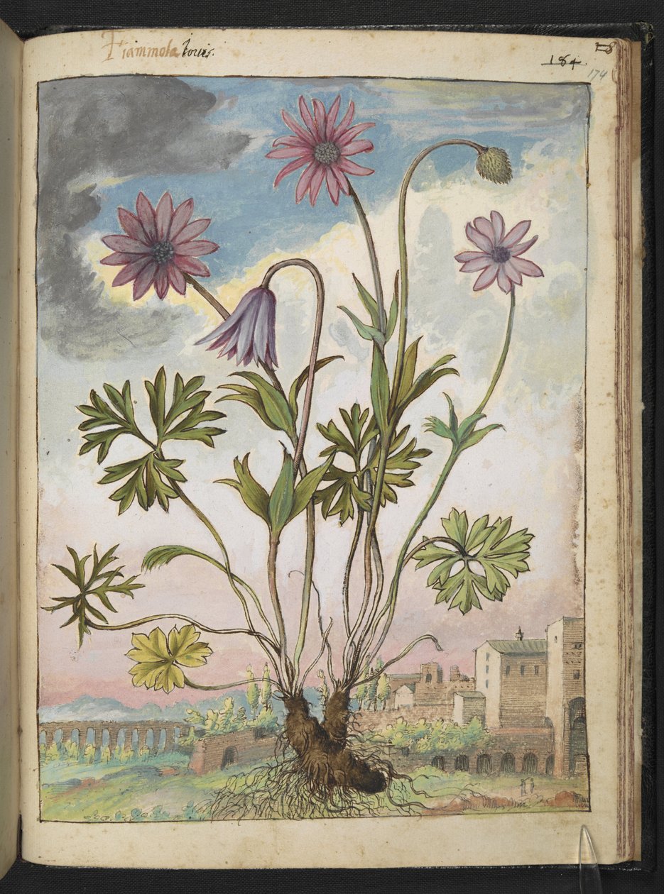 Anemone hortensis, z "Obrazy flóry římských států" od Gherarda Ciba, Přidat MS 22333, f174r, c.1564-84 (akvarel a kvaš na papíře) od Gherardo Cibo