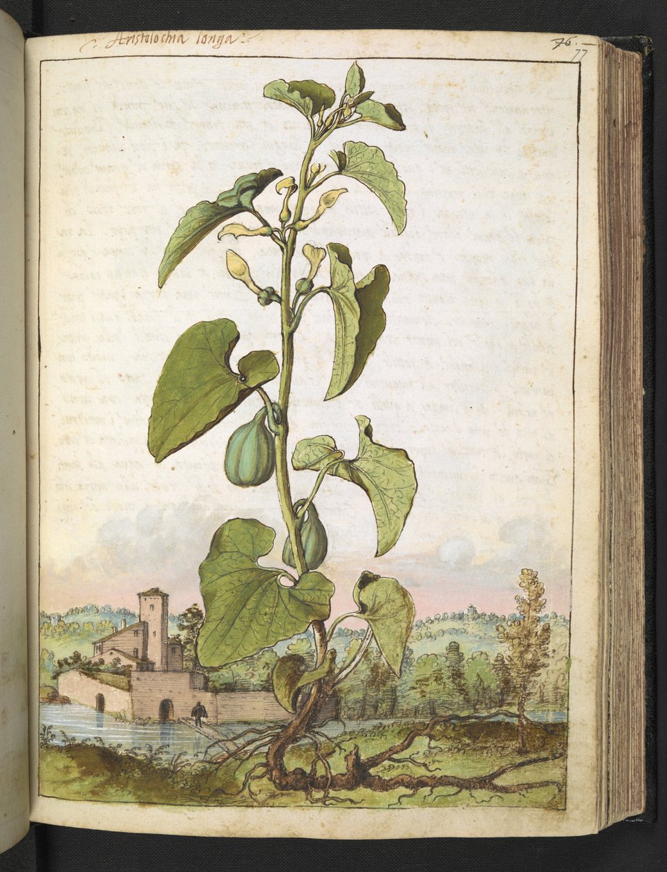 Aristolochia clematitis, z "Obrazy flóry římských států" od Gherarda Ciba, Add MS 22333, f077r, c.1564-84 (akvarel a kvaš na papíře) od Gherardo Cibo
