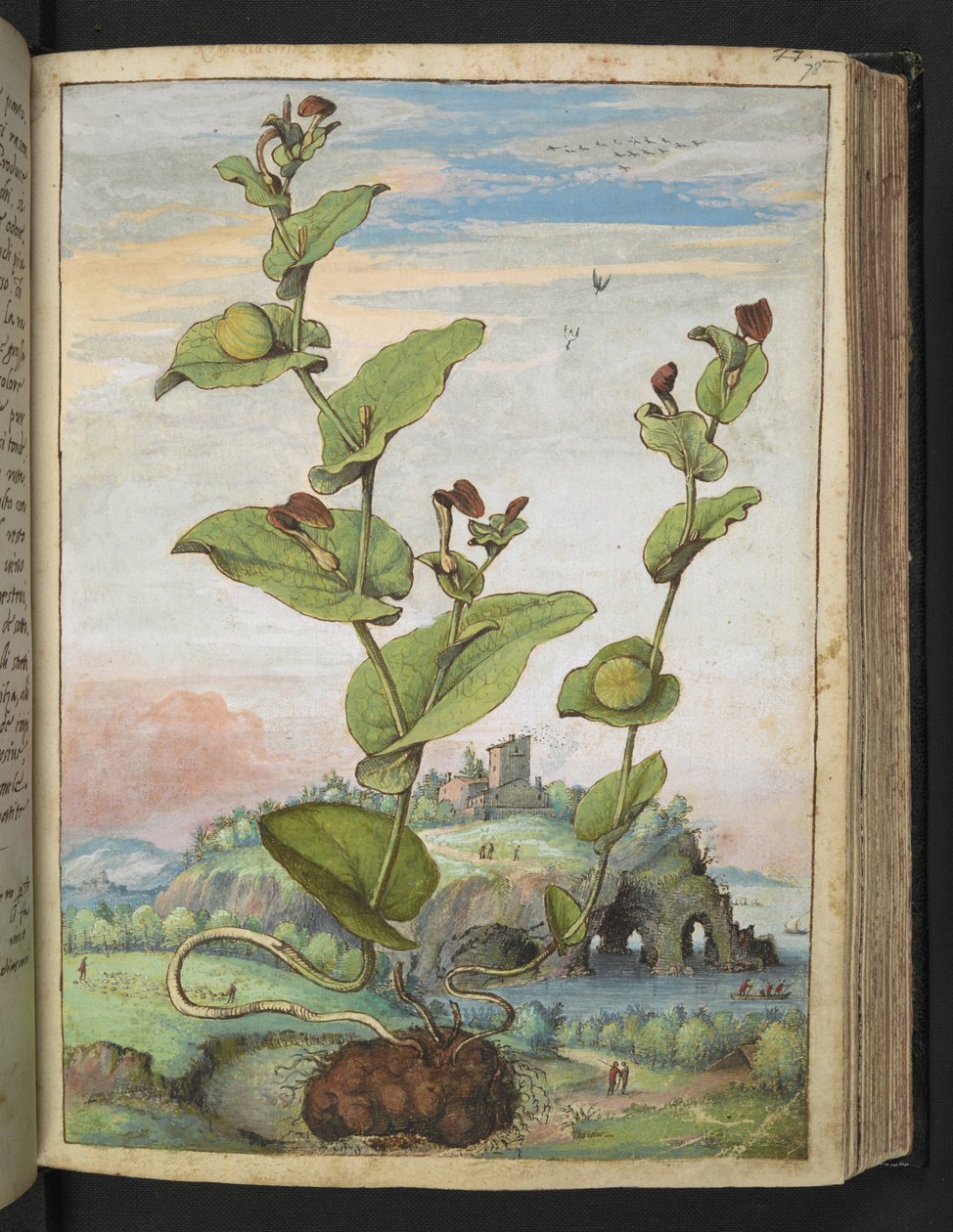 Aristolochia rotunda: Rostlina nesoucí ovoce, z "Obrazy flóry římských států" od Gherarda Ciba, Přidat MS 22333, f078r, c.1564-84 (akvarel a kvaš na papíře) od Gherardo Cibo