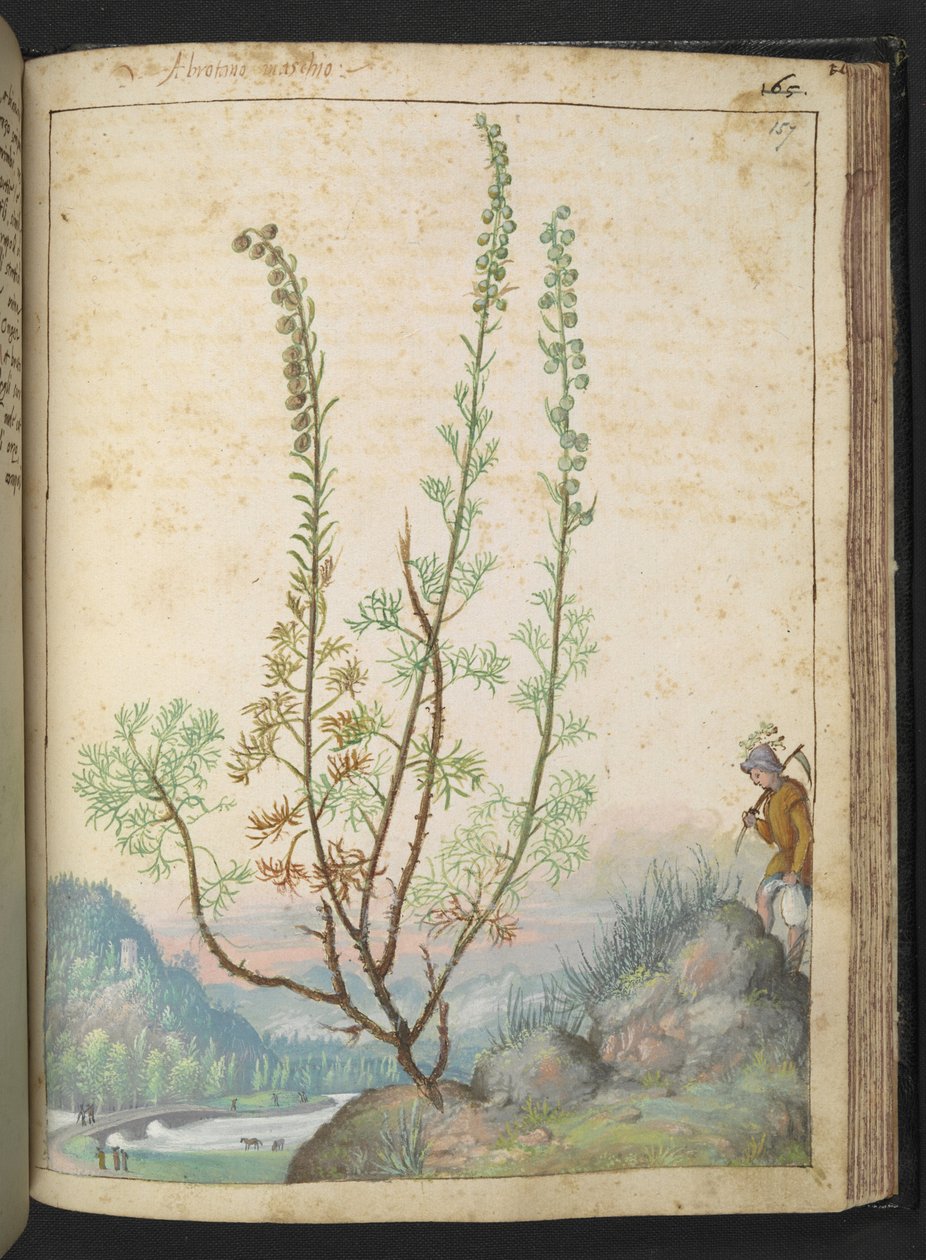 Artemisia abrotanum (jižní dřevo), z "Obrazy flóry římských států" od Gherarda Ciba, Přidat MS 22333, f157r, c.1564-84 (akvarel a kvaš na papíře) od Gherardo Cibo