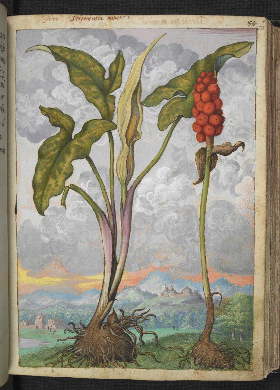 Arum italicum, z "Obrazy flóry římských států" od Gherarda Ciba, Přidat MS 22333, f053r, c.1564-84 (akvarel a kvaš na papíře) od Gherardo Cibo