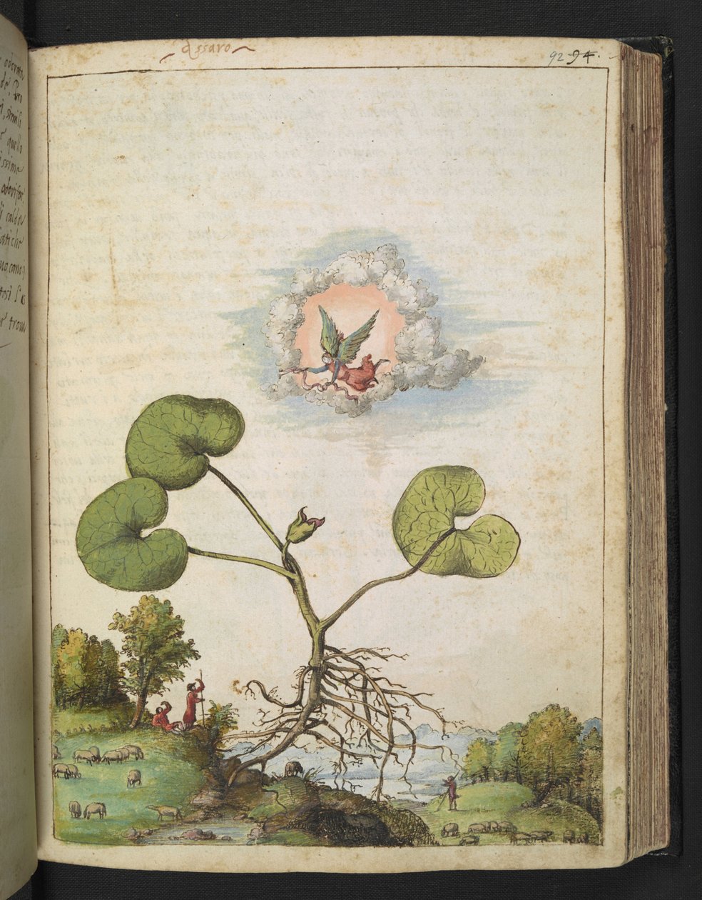 Asarum europaeum, z "Obrazy flóry římských států" od Gherarda Ciba, Přidat MS 22333, f092r, c.1564-84 (akvarel a kvaš na papíře) od Gherardo Cibo