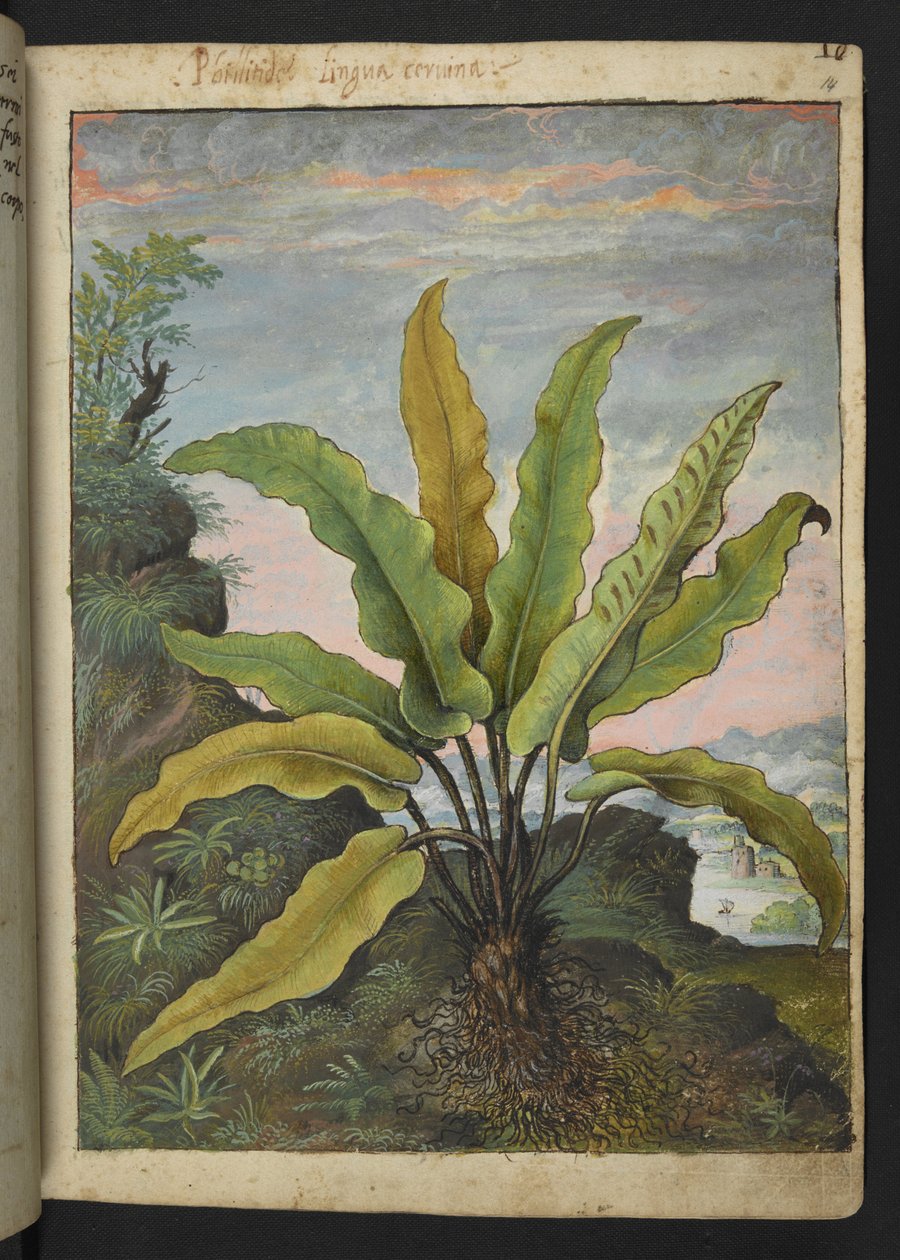 Asplenium scolopendrium, z "Obrazy flóry římských států" od Gherarda Ciba, Přidat MS 22333, f014r, c.1564-84 (akvarel a kvaš na papíře) od Gherardo Cibo