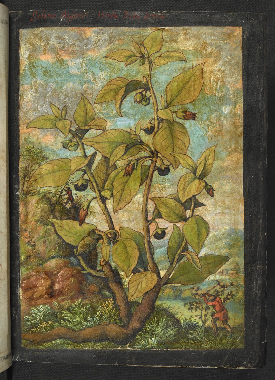 Atropa belladonna nebo Atropa bella-donna, z "Obrazy flóry římských států" od Gherarda Ciba, Přidat MS 22333, f005r, c.1564-84 (akvarel a kvaš na papíře) od Gherardo Cibo