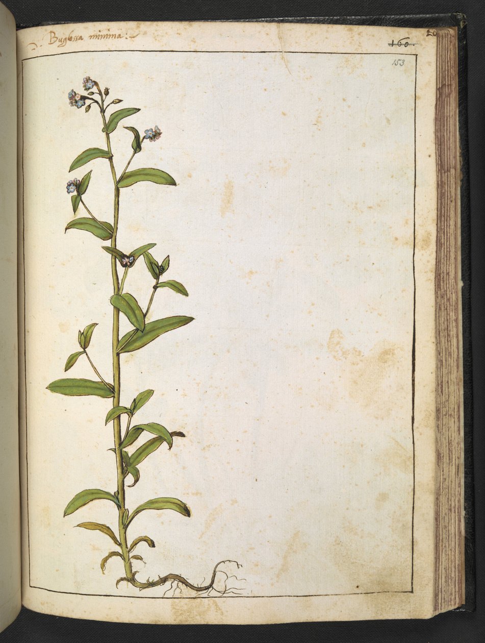 Buglossa, Anchusa azurea (loddonský roajalista), z „Paintings of Flora of the Roman States“ od Gherarda Ciba, Add MS 22333, f153r, c.1564-84 (akvarel a kvaš na papíře) od Gherardo Cibo