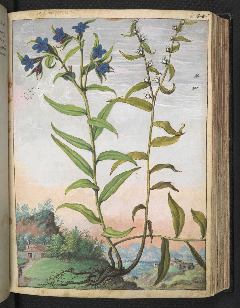 Buglossoides purpurocaerulea , z "Obrazy flóry římských států" od Gherarda Ciba, Přidat MS 22333, f061r, c.1564-84 (akvarel a kvaš na papíře) od Gherardo Cibo