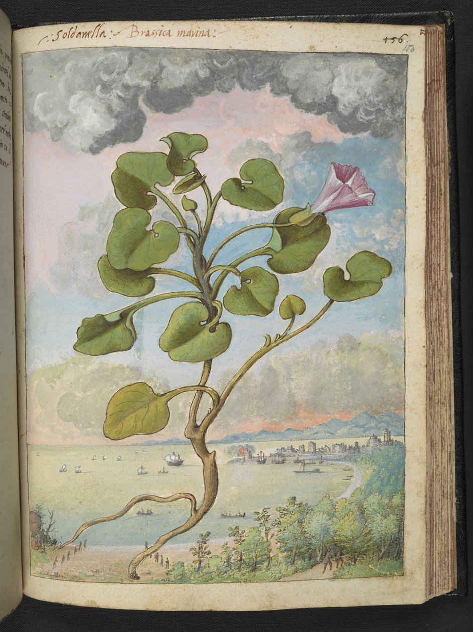 Calystegia soldanella, z "Obrazy flóry římských států" od Gherarda Ciba, Přidat MS 22333, f150r, c.1564-84 (akvarel a kvaš na papíře) od Gherardo Cibo