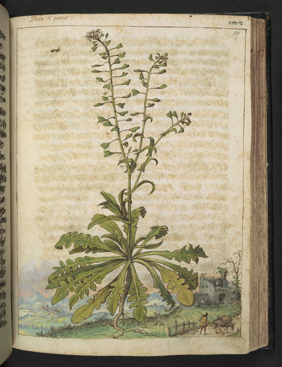 Capsella bursa-pastoris, z "Obrazy flóry římských států" od Gherarda Ciba, Přidat MS 22333, f119r, cca 1564-84 (akvarel a kvaš na papíře) od Gherardo Cibo