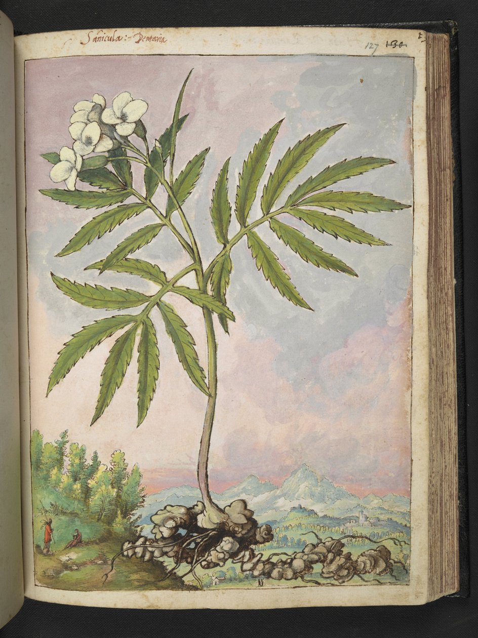 Cardamine heptaphylla, z "Paintings of Flora of the Roman States" od Gherardo Cibo, Add MS 22333, f127r, c.1564-84 (akvarel a kvaš na papíře) od Gherardo Cibo