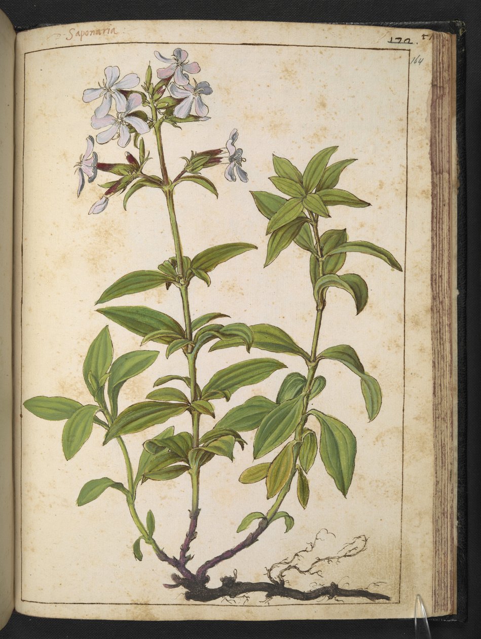 Caryophyllaceae (mýdlovník): rod kvetoucích rostlin z čeledi růžovitých, z "Obrazy flóry římských států" od Gherarda Ciba, Add MS 22333, f164r, c.1564-84 (akvarel a kvaš na papíře) od Gherardo Cibo