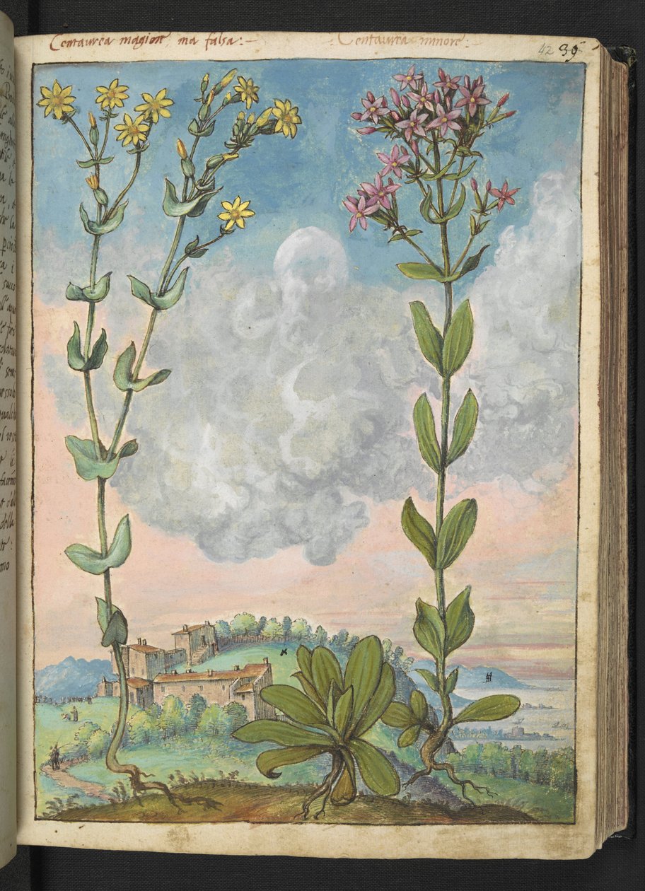 Centaurium erythraea, z "Obrazy flóry římských států" od Gherarda Ciba, Přidat MS 22333, f042r, cca 1564-84 (akvarel a kvaš na papíře) od Gherardo Cibo
