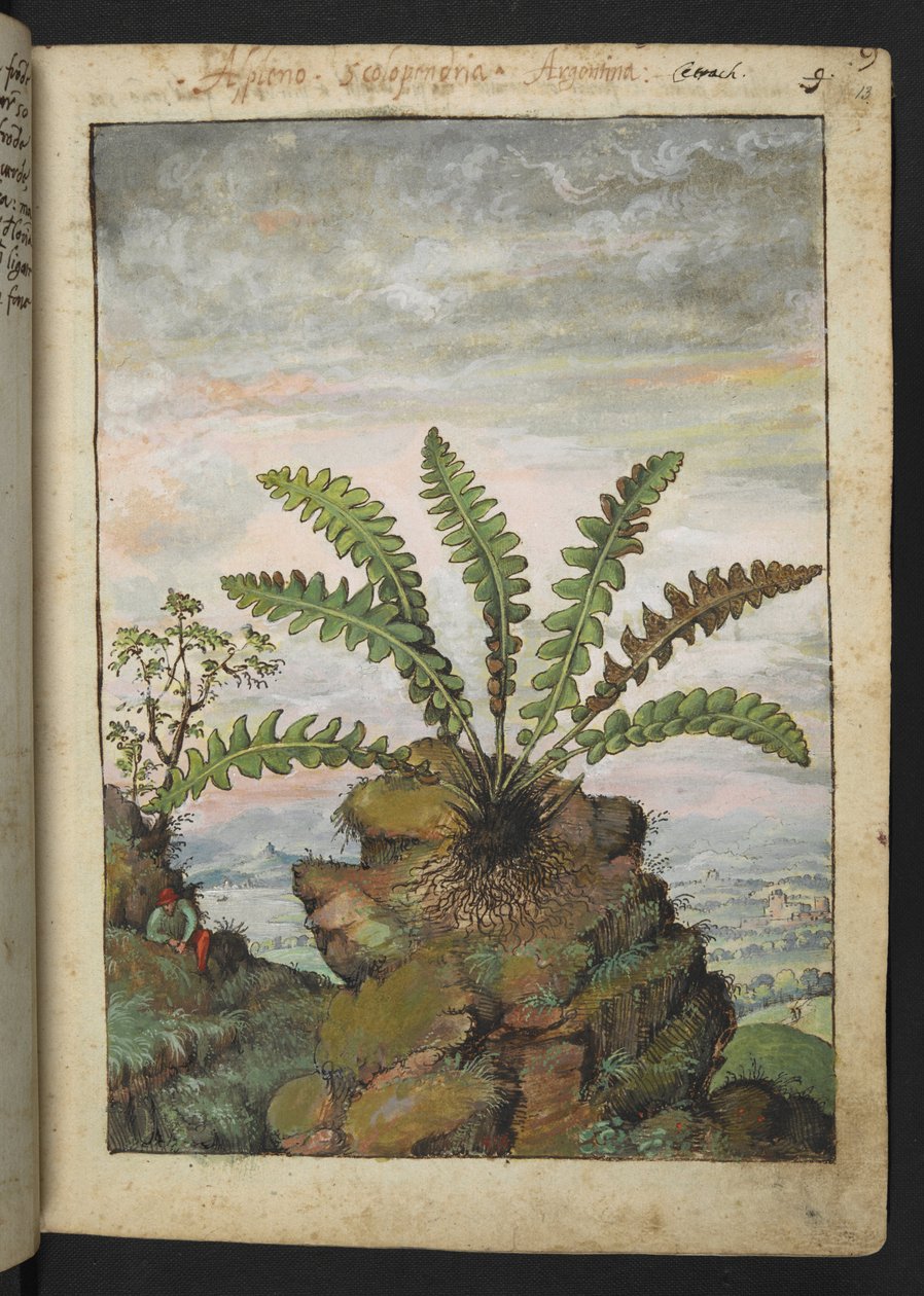 Ceterach officinarum, z "Obrazy flóry římských států" od Gherarda Ciba, Přidat MS 22333, f013r, c.1564-84 (akvarel a kvaš na papíře) od Gherardo Cibo