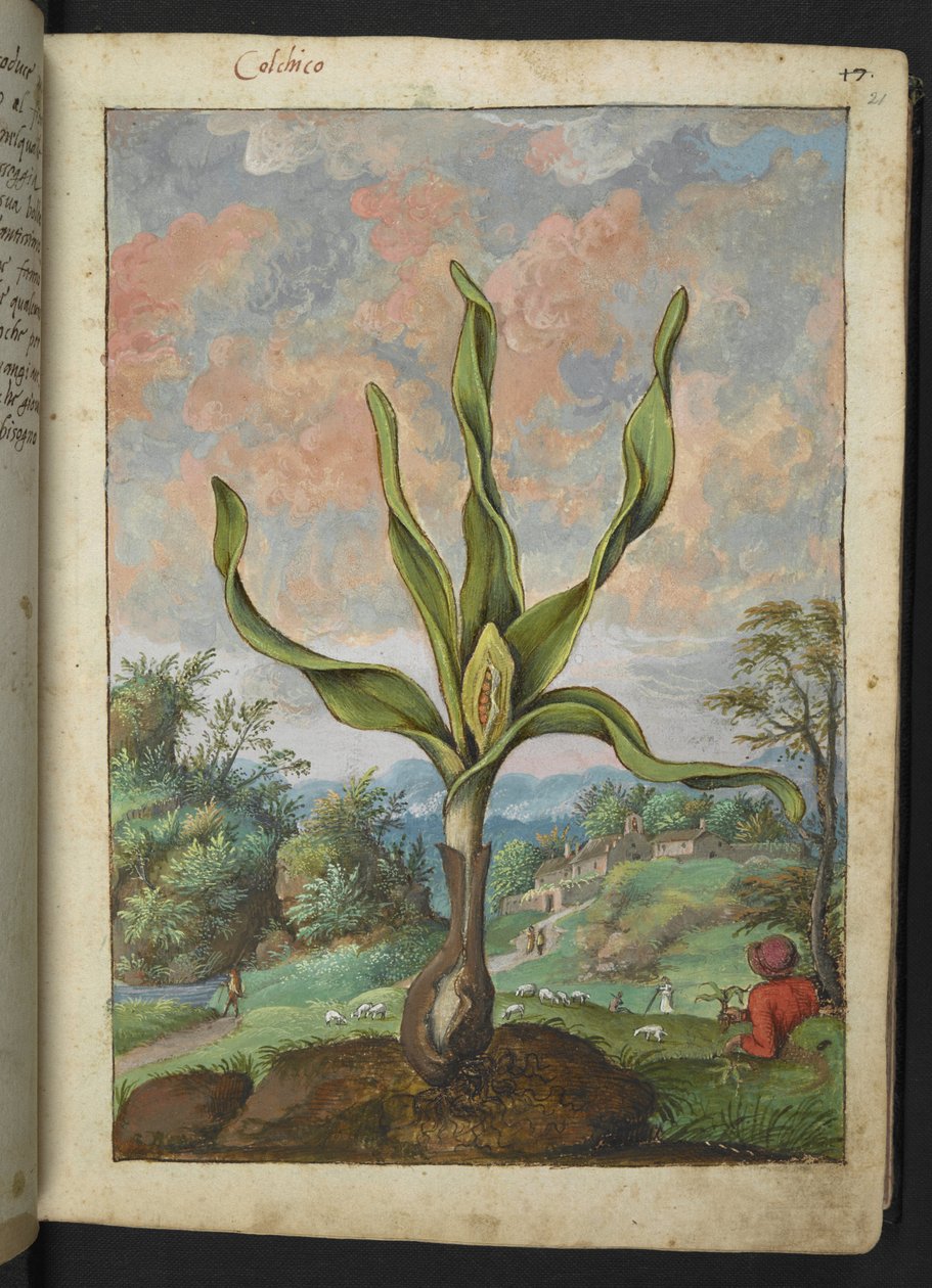Colchicum autumnale, z "Obrazy flóry římských států" od Gherarda Ciba, Přidat MS 22333, f021r, c.1564-84 (akvarel a kvaš na papíře) od Gherardo Cibo