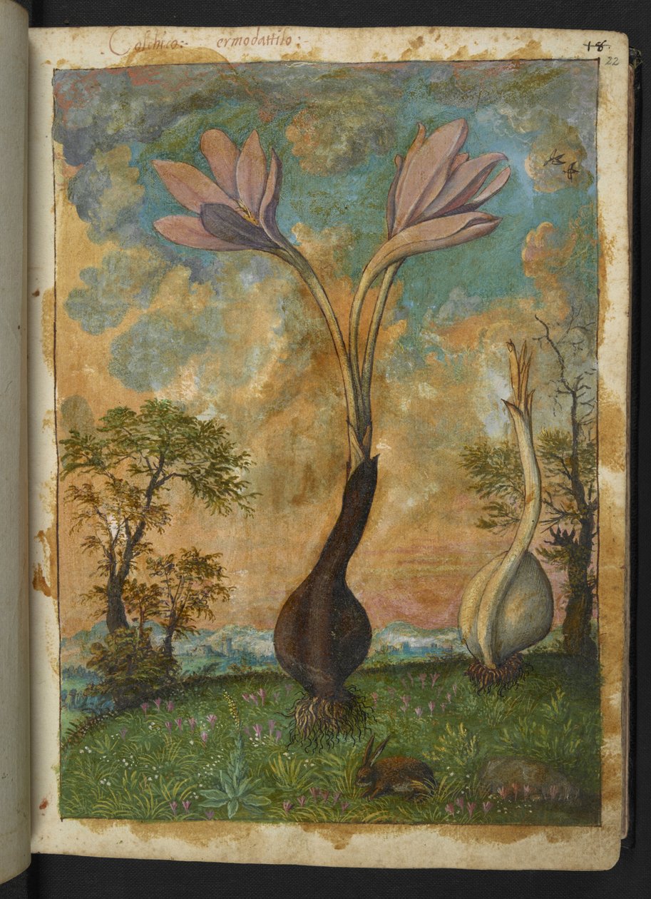 Colchicum autumnale, z "Obrazy flóry římských států" od Gherarda Ciba, Přidat MS 22333, f022r, c.1564-84 (akvarel a kvaš na papíře) od Gherardo Cibo