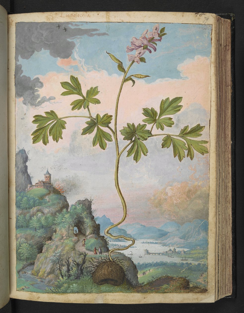 Corydalis cava: Rostlina s růžovými květy, z "Paintings of Flora of the Roman States" od Gherardo Cibo, Add MS 22333, f079r, c.1564-84 (akvarel a kvaš na papíře) od Gherardo Cibo