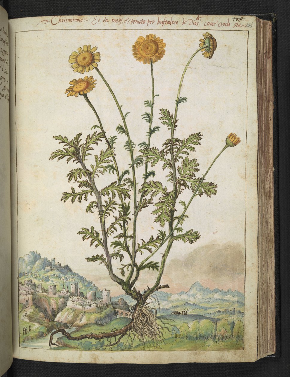 Cota tinctoria, z "Obrazy flóry římských států" od Gherarda Ciba, Přidat MS 22333, f106r, c.1564-84 (akvarel a kvaš na papíře) od Gherardo Cibo
