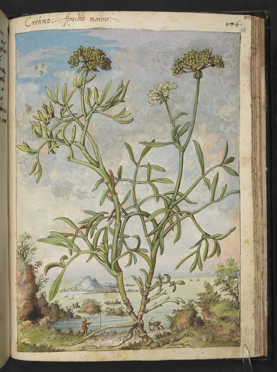 Crithmum maritimum, možná Crithmum, z "Obrazy flóry římských států" od Gherarda Ciba, Přidat MS 22333, f168r, c.1564-84 (akvarel a kvaš na papíře) od Gherardo Cibo
