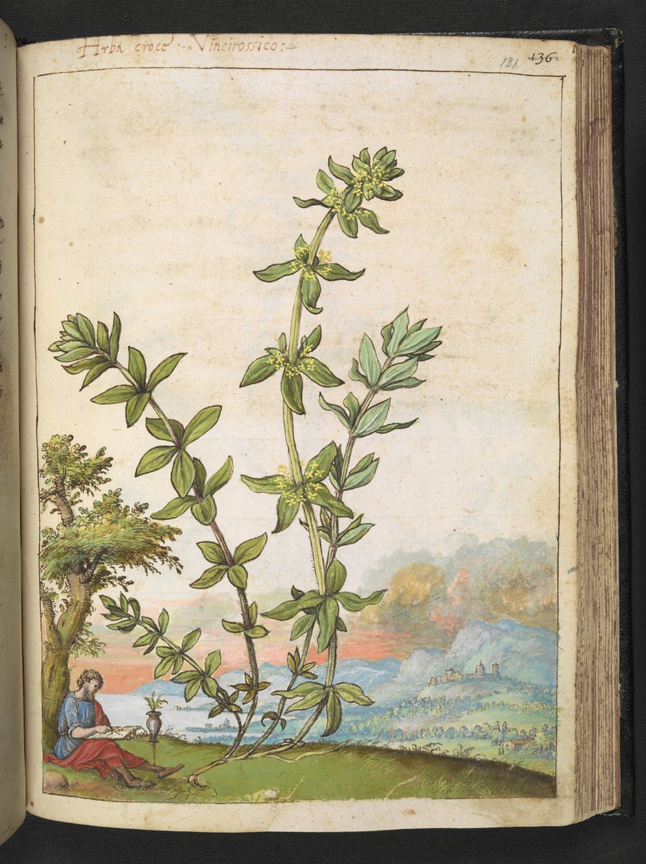 Cruciata laevipes, z "Obrazy flóry římských států" od Gherarda Ciba, Add MS 22333, f131r, c.1564-84 (akvarel a kvaš na papíře) od Gherardo Cibo