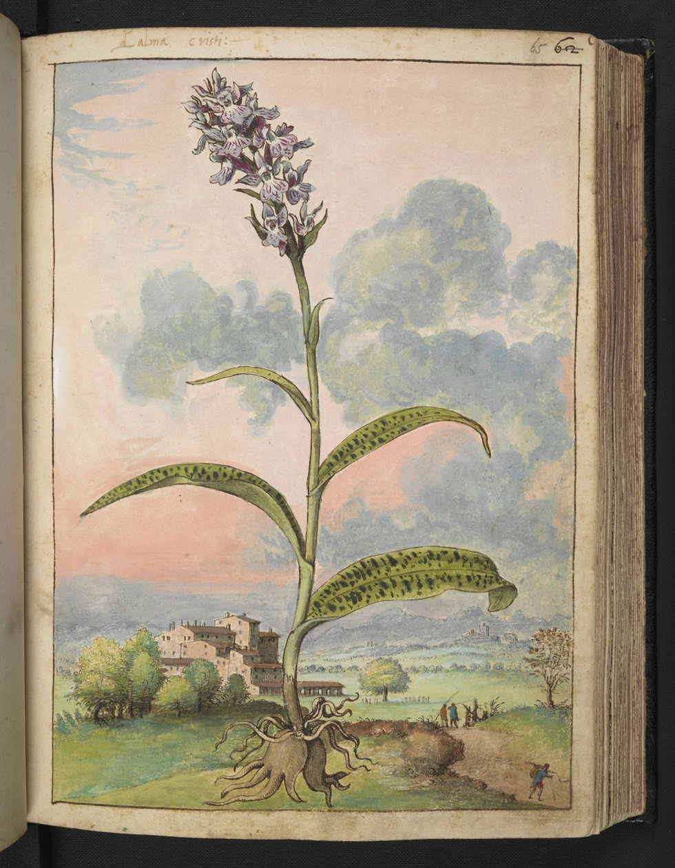 Dactylorhiza fuchsii, z "Obrazy flóry římských států" od Gherarda Ciba, Přidat MS 22333, f065r, cca 1564-84 (akvarel a kvaš na papíře) od Gherardo Cibo
