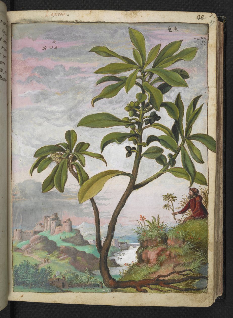 Daphne laureola, z "Obrazy flóry římských států" od Gherarda Ciba, Přidat MS 22333, f037r, c.1564-84 (akvarel a kvaš na papíře) od Gherardo Cibo