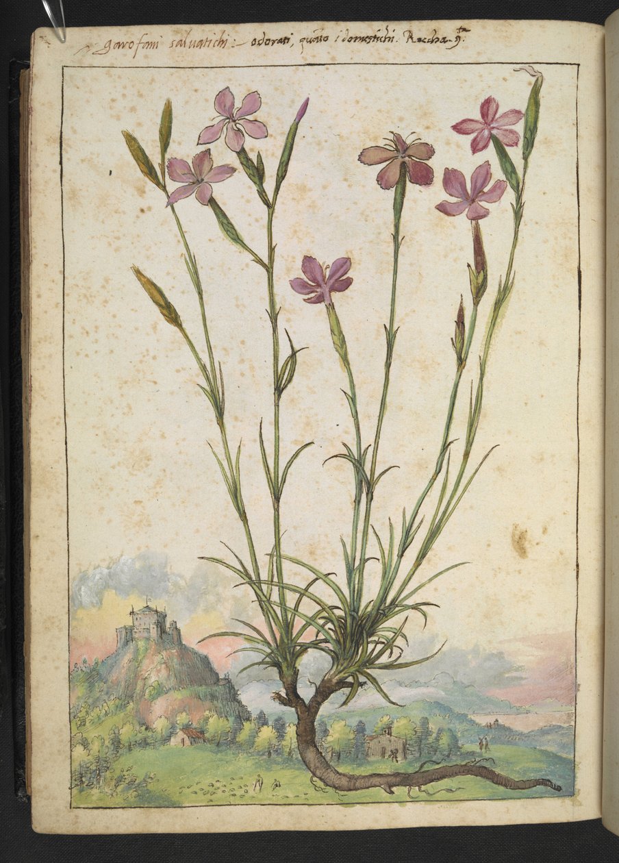 Dianthus longicaulis: Rostlina s růžovými okvětními lístky, z "Paintings of Flora of the Roman States" od Gherardo Cibo, Add MS 22333, f179v, c.1564-84 (akvarel a kvaš na papíře) od Gherardo Cibo