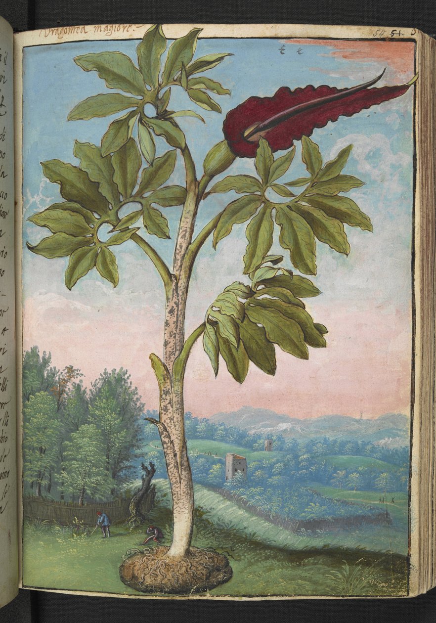 Dracunculus vulgaris, z "Obrazy flóry římských států" od Gherarda Ciba, Přidat MS 22333, f054r, c.1564-84 (akvarel a kvaš na papíře) od Gherardo Cibo