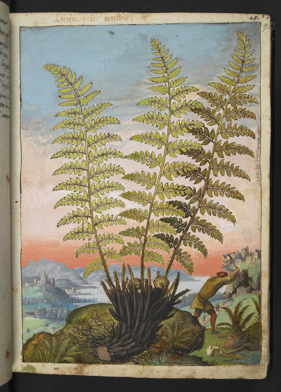 Dryopteris filix mas: Kapradina, z "Obrazy flóry římských států" od Gherarda Ciba, Přidat MS 22333, f019r, c.1564-84 (akvarel a kvaš na papíře) od Gherardo Cibo