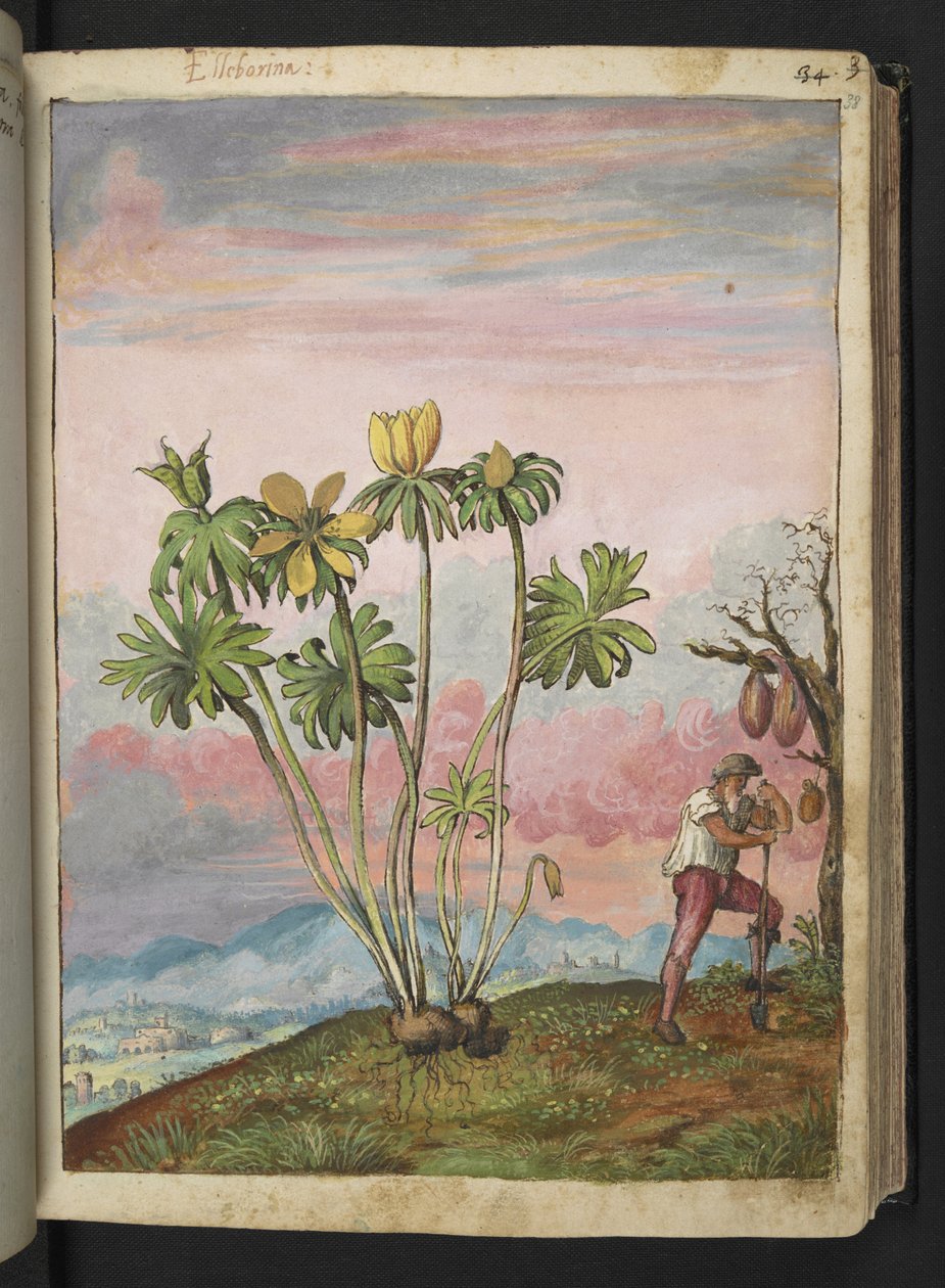 Eranthis hyemalis, z "Paintings of Flora of the Roman States" od Gherardo Cibo, Add MS 22333, f038r, c.1564-84 (akvarel a kvaš na papíře) od Gherardo Cibo