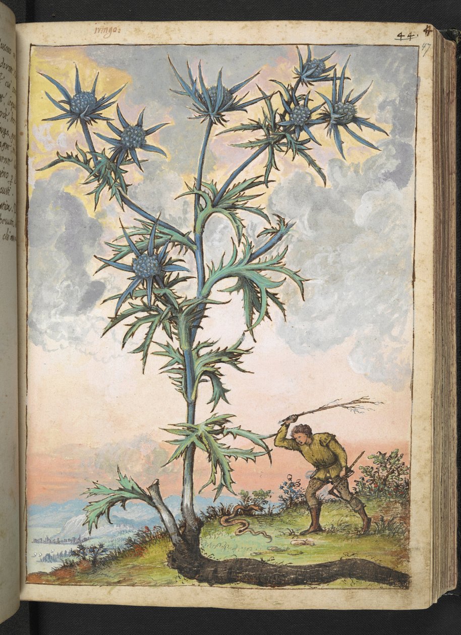 Eryngium maritimum, z "Obrazy flóry římských států" od Gherarda Ciba, Přidat MS 22333, f047r, c.1564-84 (akvarel a kvaš na papíře) od Gherardo Cibo