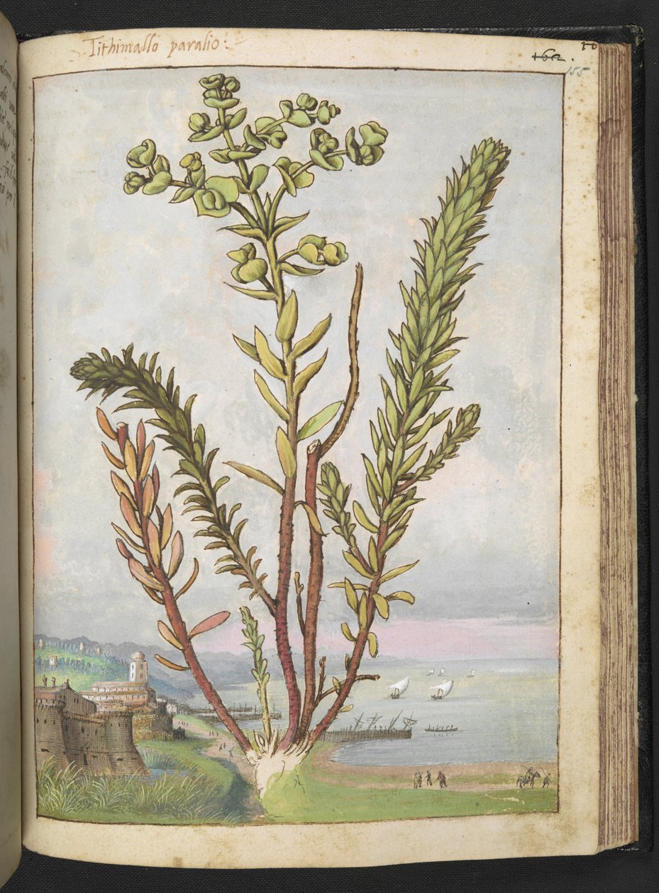 Euphorbia paralias, z "Obrazy flóry římských států" od Gherarda Ciba, Přidat MS 22333, f155r, c.1564-84 (akvarel a kvaš na papíře) od Gherardo Cibo