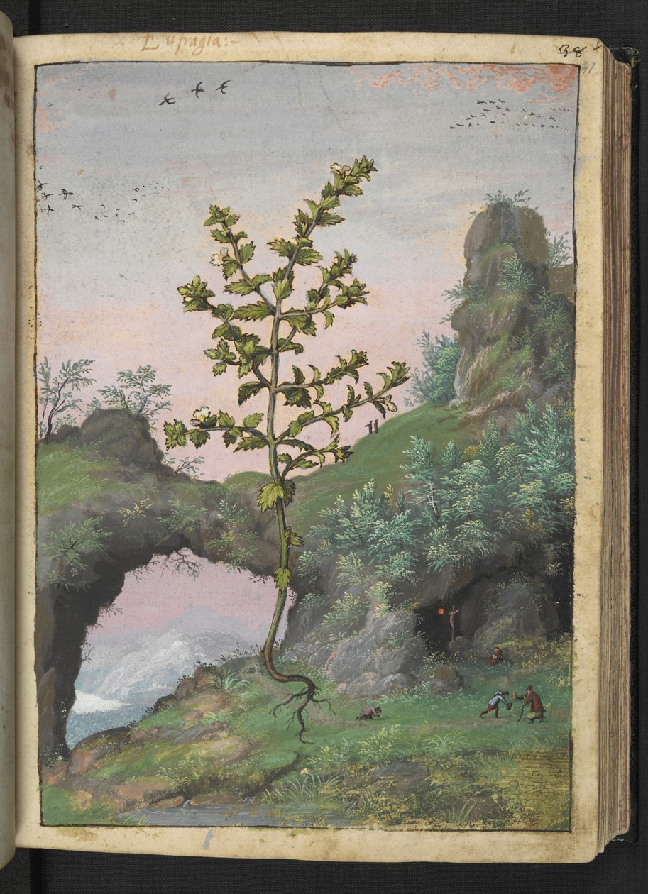 Euphrasia officinalis, z "Obrazy flóry římských států" od Gherarda Ciba, Přidat MS 22333, f041r, c.1564-84 (akvarel a kvaš na papíře) od Gherardo Cibo